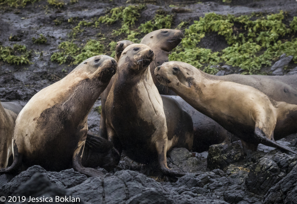 NZ Sea Lion Harem - Campbell Is.