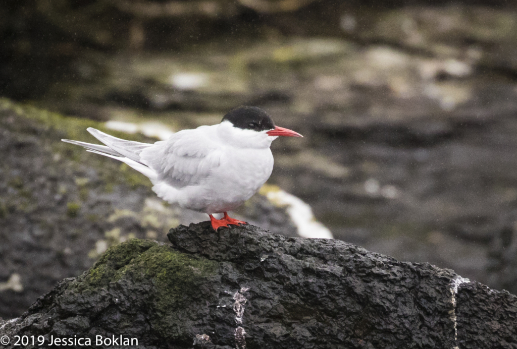 Antarctic Tern - Campbell Is.