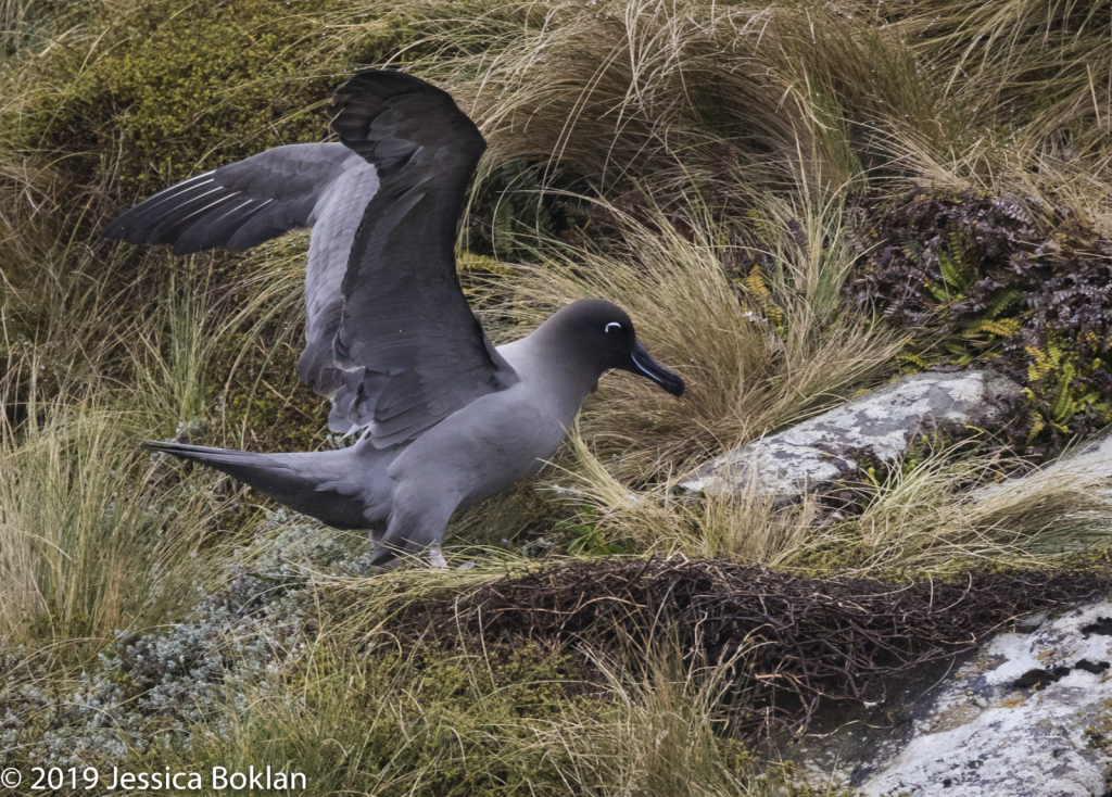 Light-Mantled Sooty Albatross Nesting-Campbell Is.