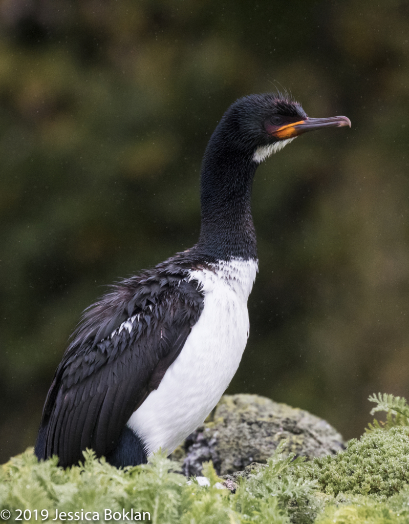 Campbell Island Shag