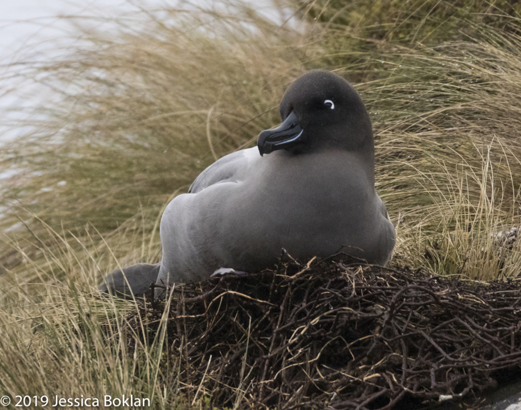 Light-Mantled Sooty Albatross Nesting-Campbell Is.