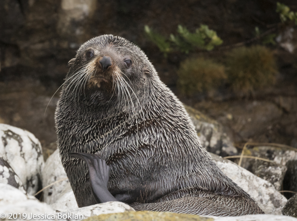 Fur Seal - Campbell Is.