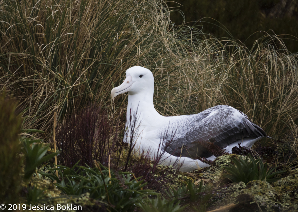 Southern Royal Albatross Nesting - Campbell Is.