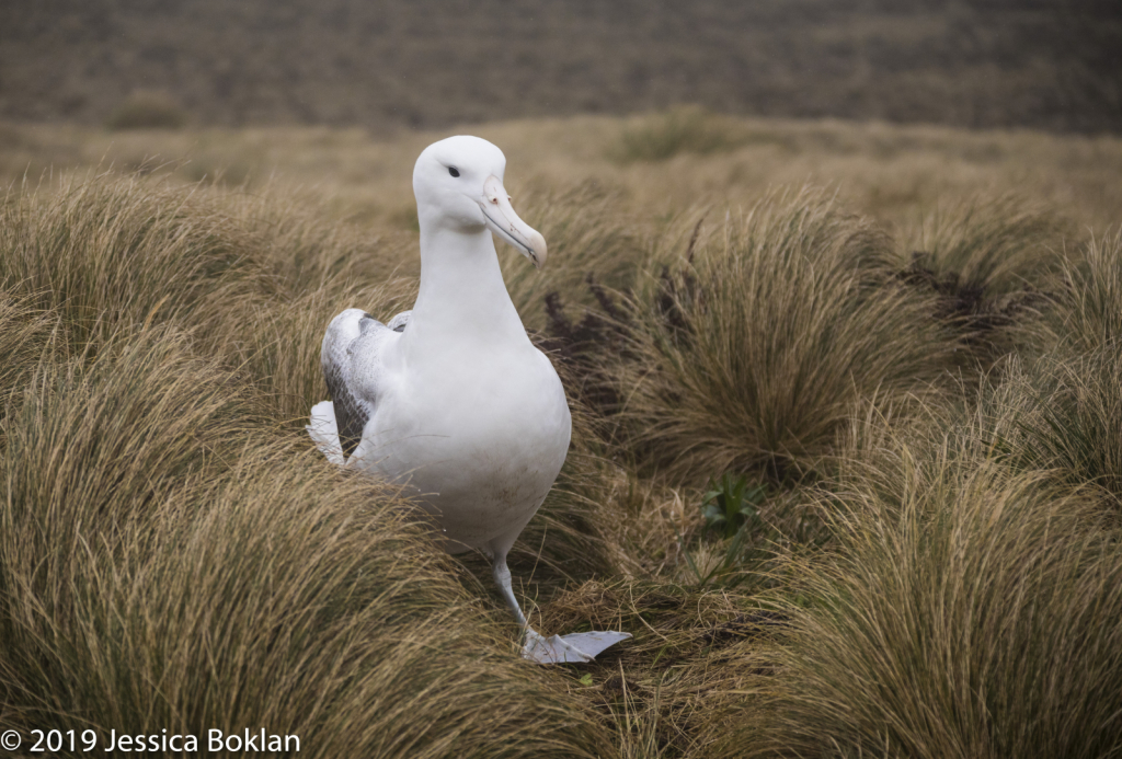 Southern Royal Albatross - Campbell Is.