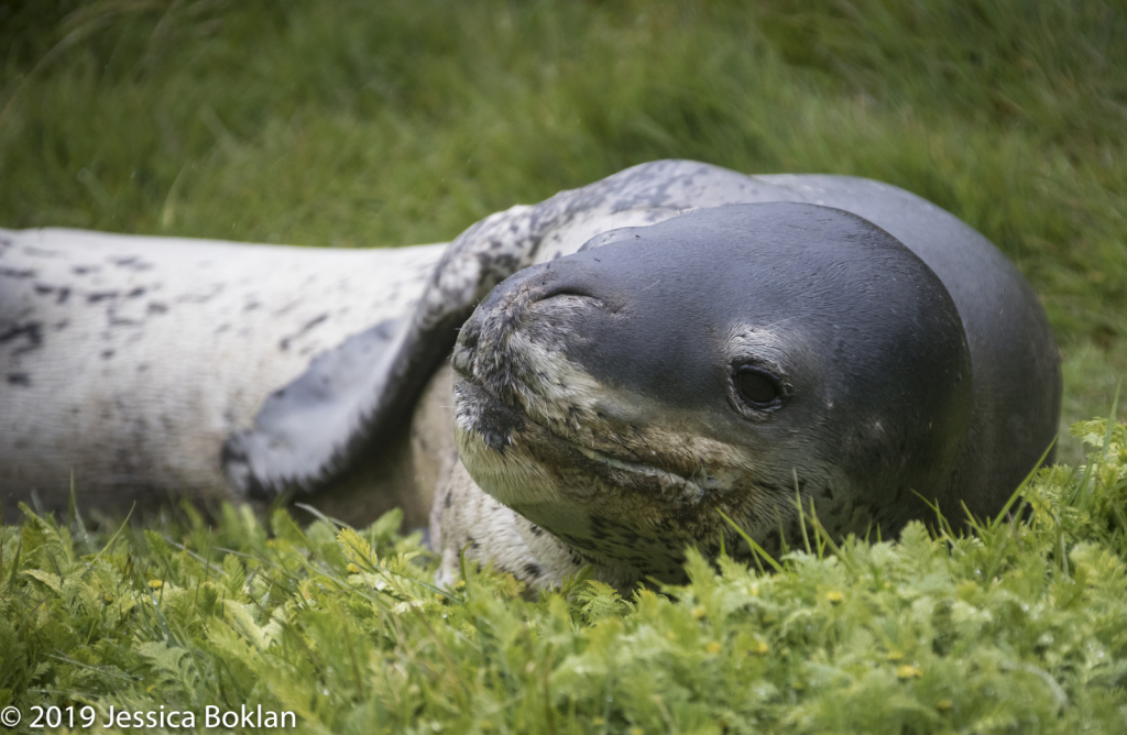 Leopard Seal -  Campbell Is.
