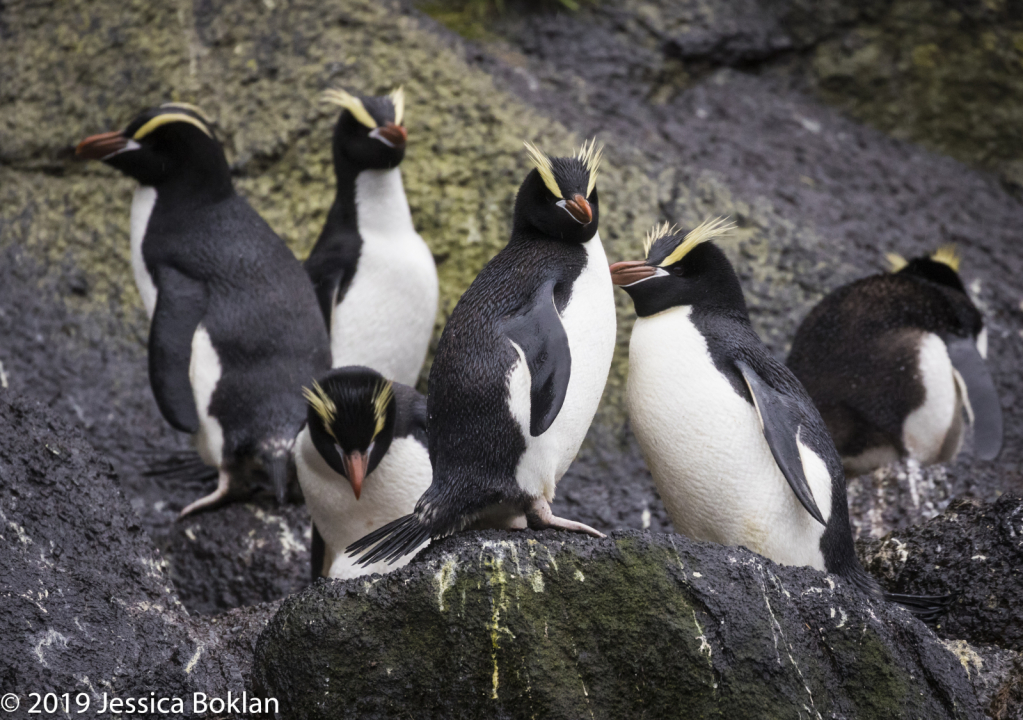 Erect-Crested Penguins - Antipodes Islands