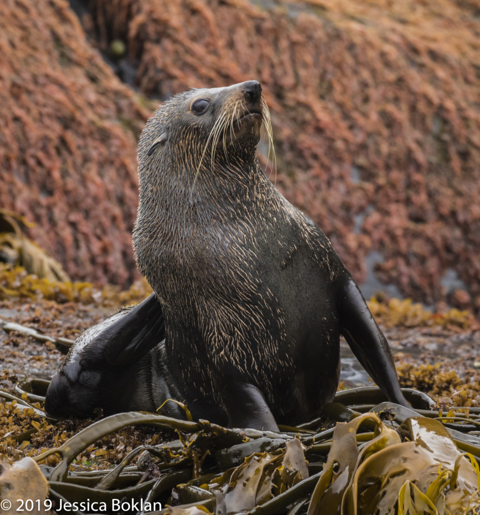 Fur Seal - Antipodes Islands