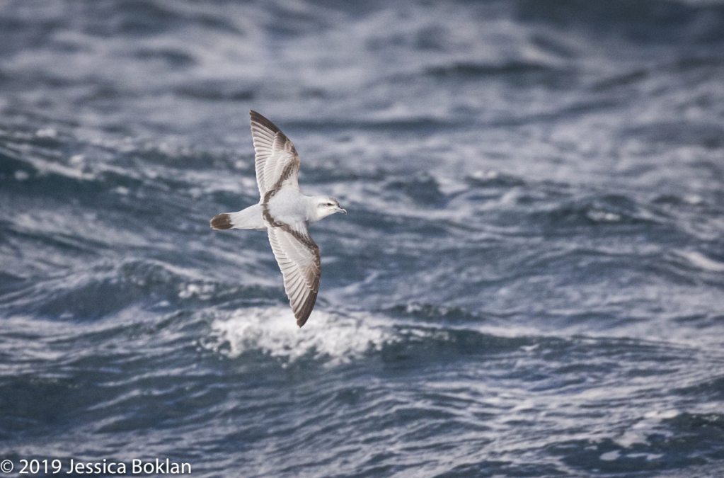 Fulmar Prion