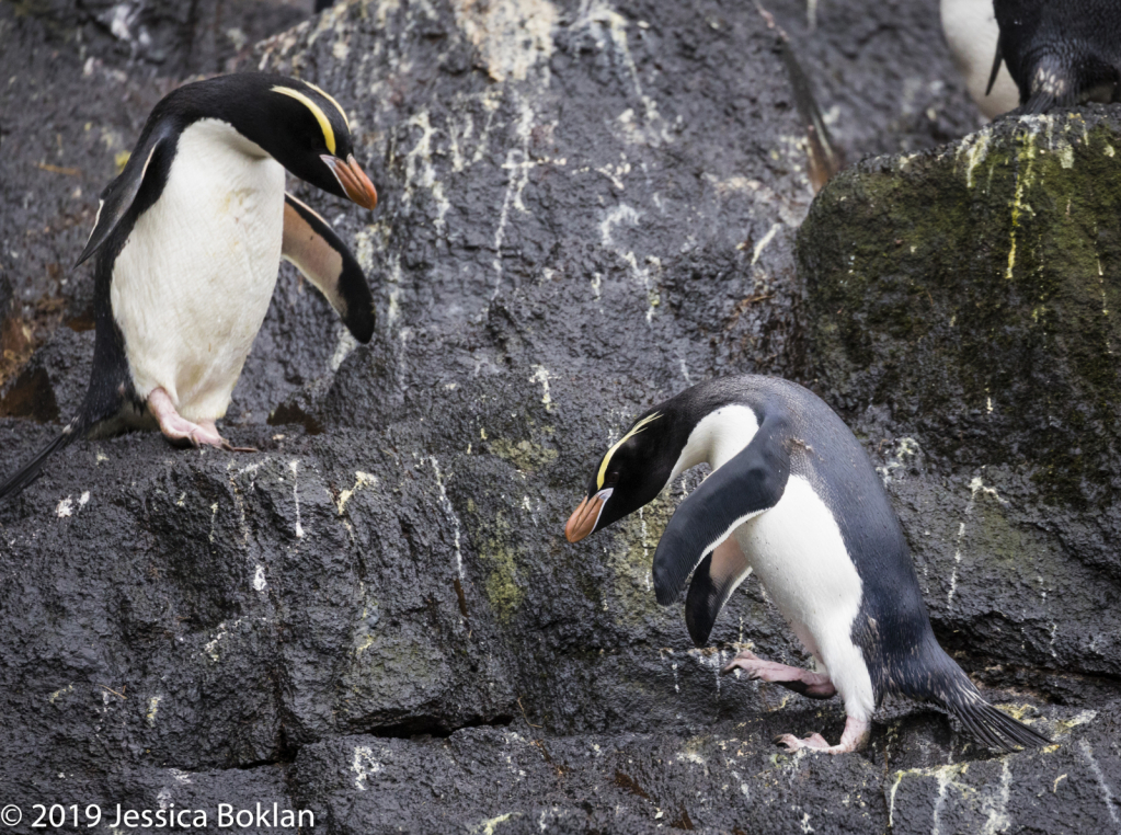 Erect-Crested Penguins - Antipodes Islands
