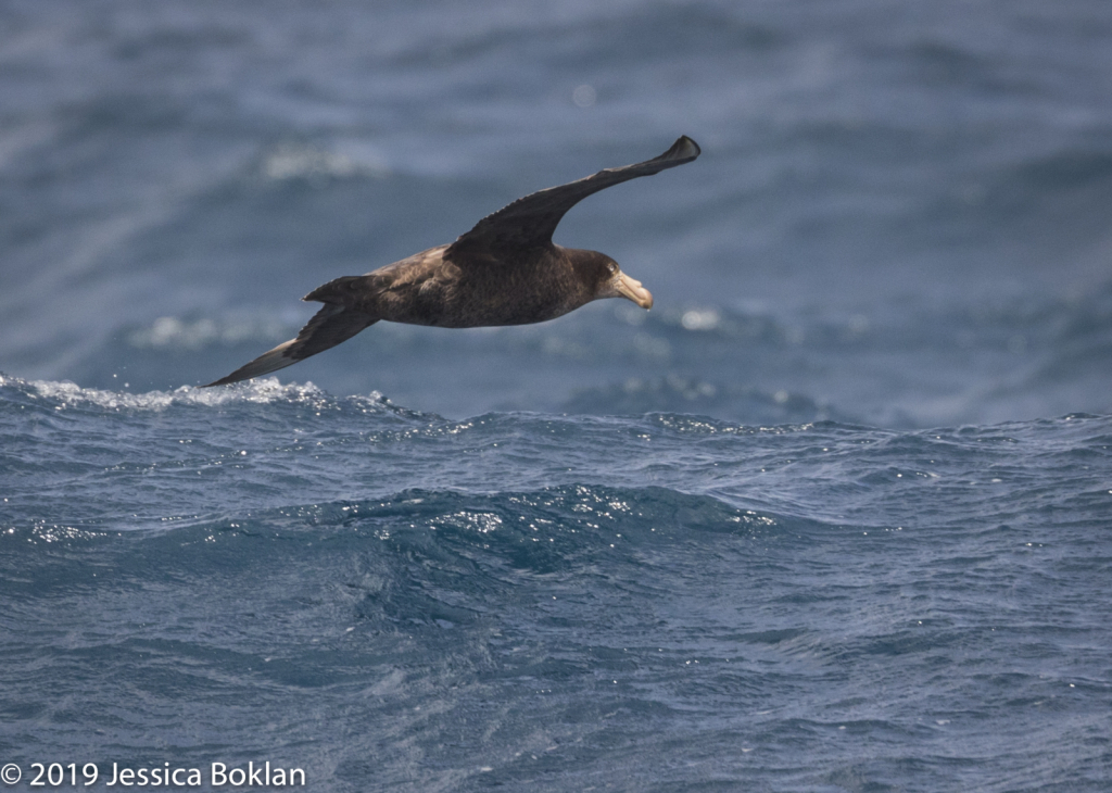 Northern Giant Petrel