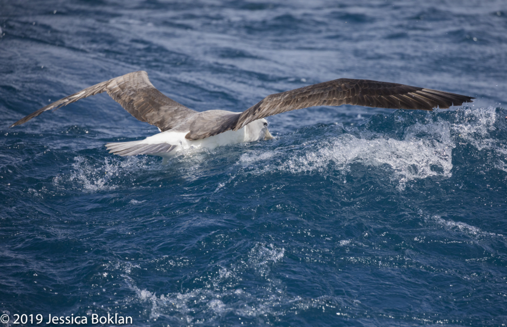 Salvin's Albatross Diving