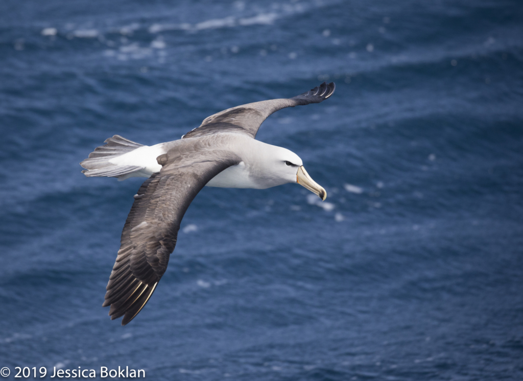 Salvin's Albatross