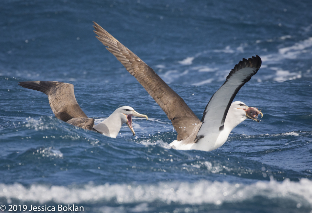 Salvin's Albatross Chase