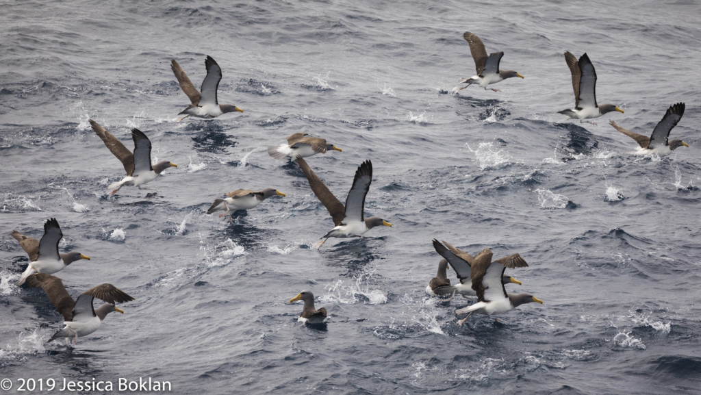 Chatham Islands Albatross Raft Taking Off