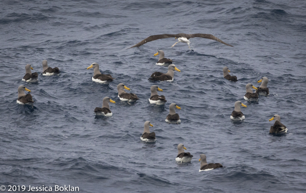 Chatham Islands Albatross Raft