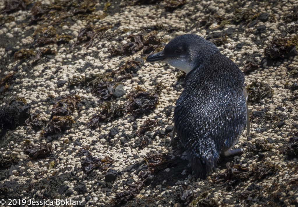 Blue Penguin- South East Island, Chatham Islands
