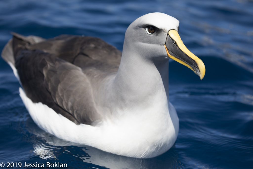 Northern Buller's Albatross