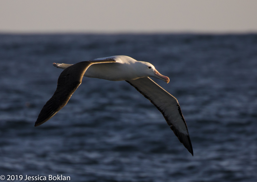 Northern Royal Albatross