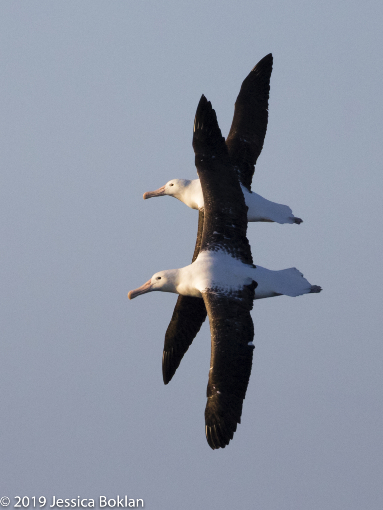 Northern Royal Albatross