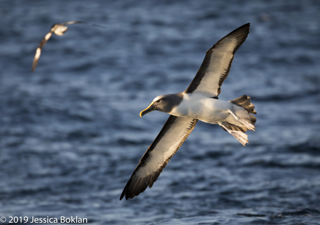 Northern Buller's Albatross