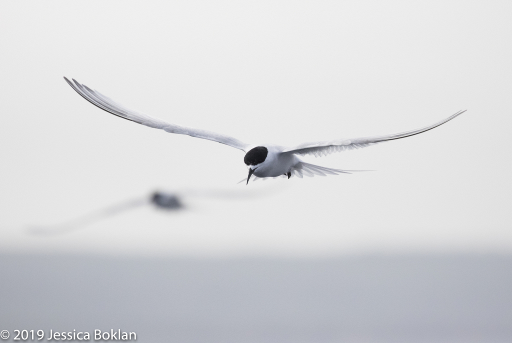 White-Fronted Tern