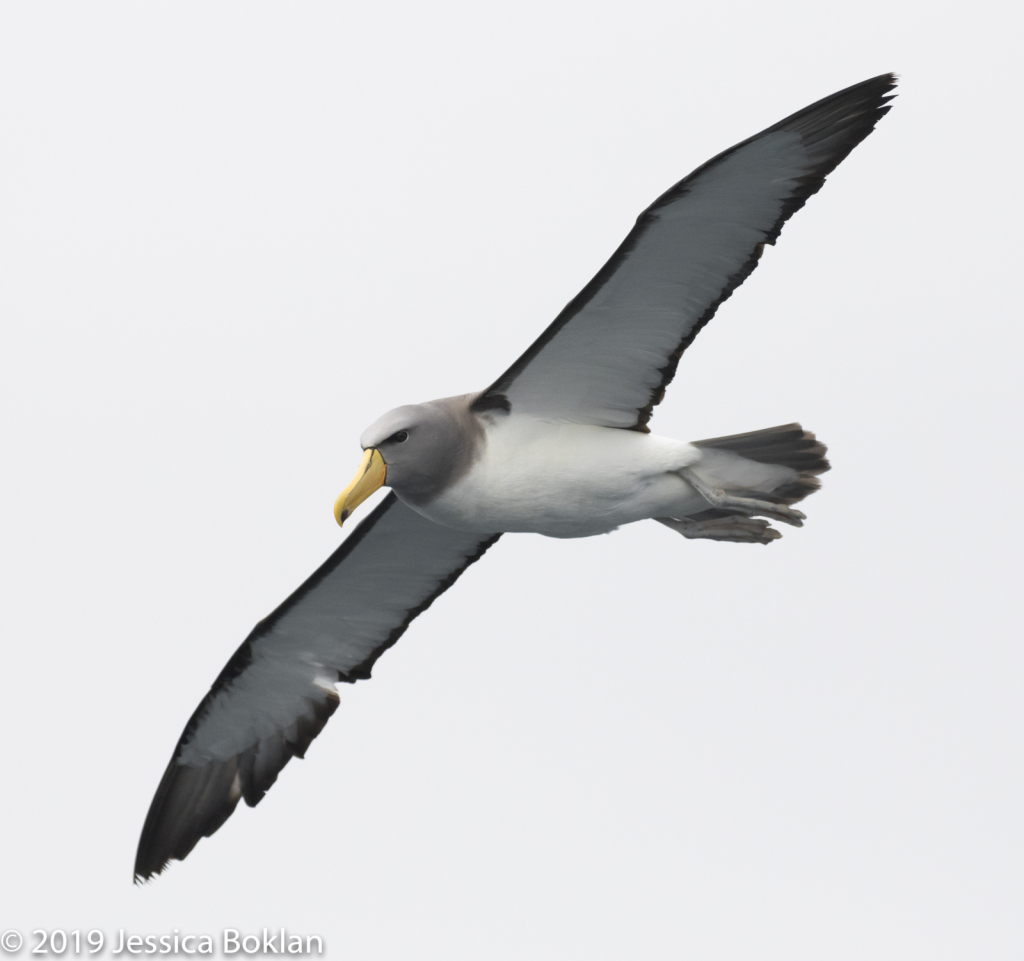 Chatham Islands Albatross 