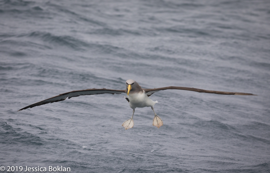 Chatham Islands Albatross Landing