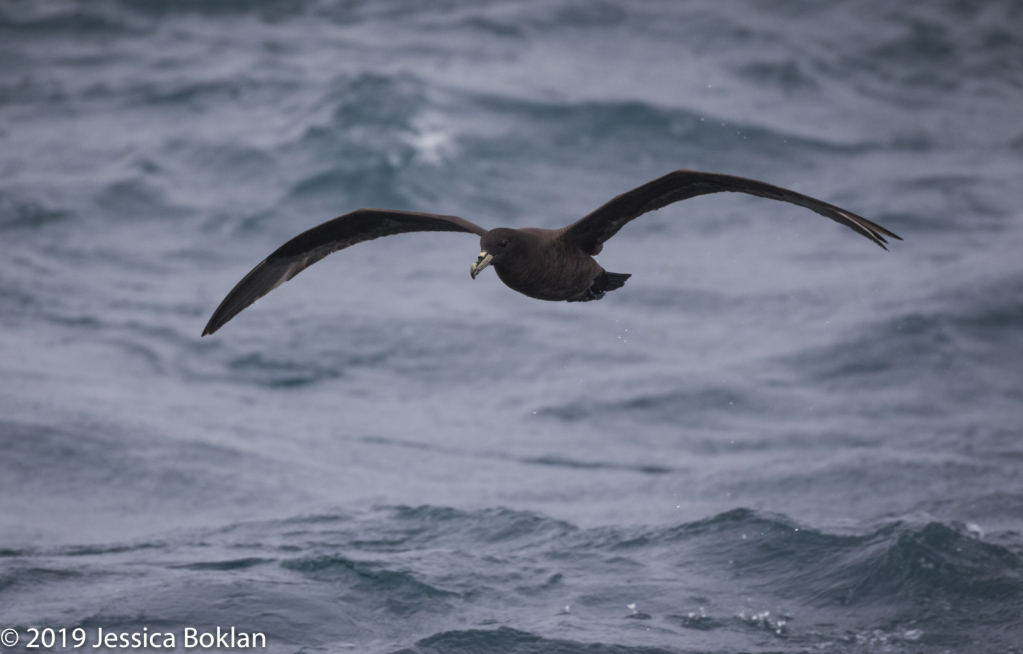 White-Chinned Petrel