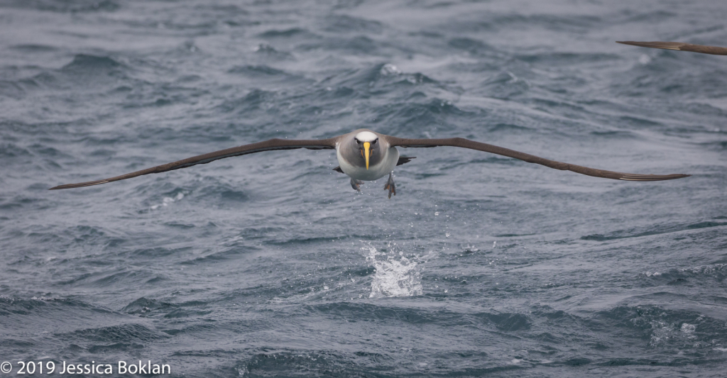 Northern Buller's Albatross Landing