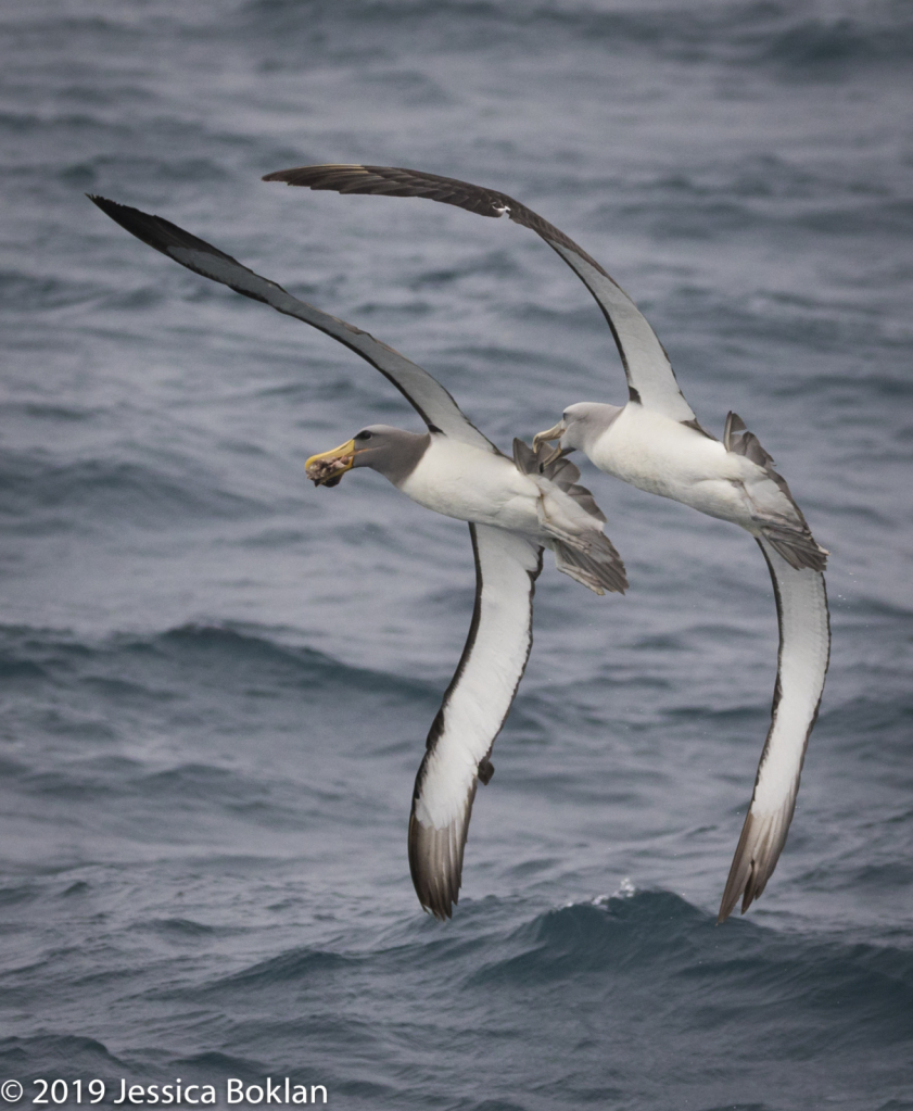 Salvin's Albatross Chasing Chatham Is. Albatross