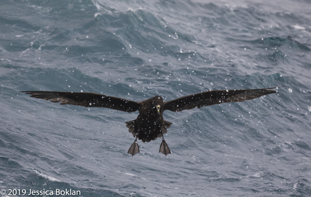 White-Chinned Petrel Landing