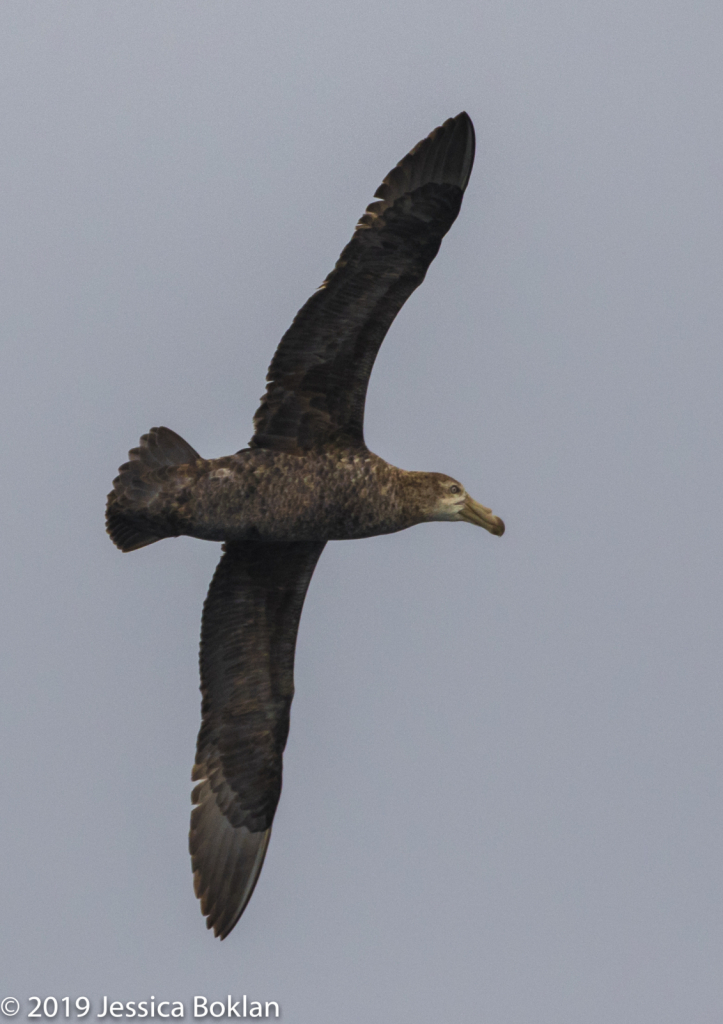 Northern Giant Petrel