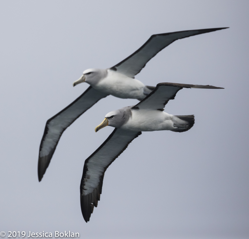 Salvin's Albatross