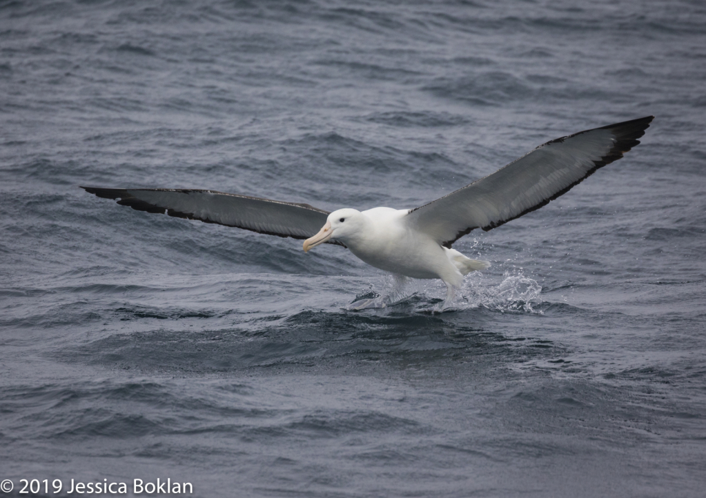 Northern Royal Albatross