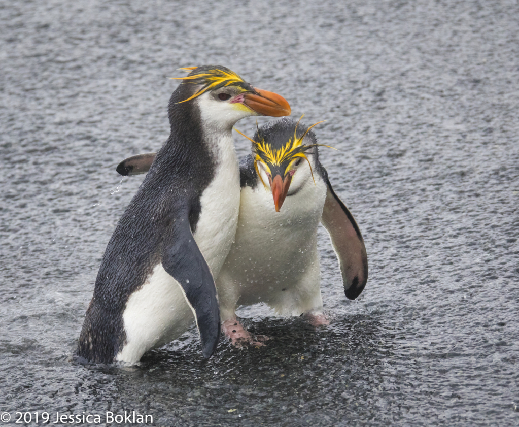 Royal Penguin Best Buddies