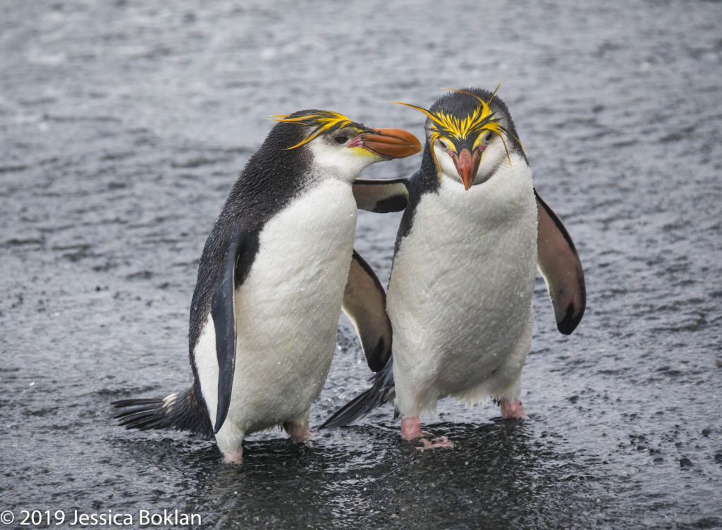 Royal Penguin Best Buddies