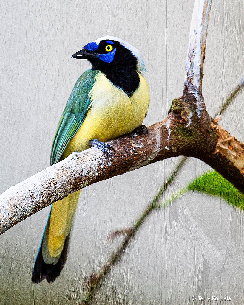 Green Jay