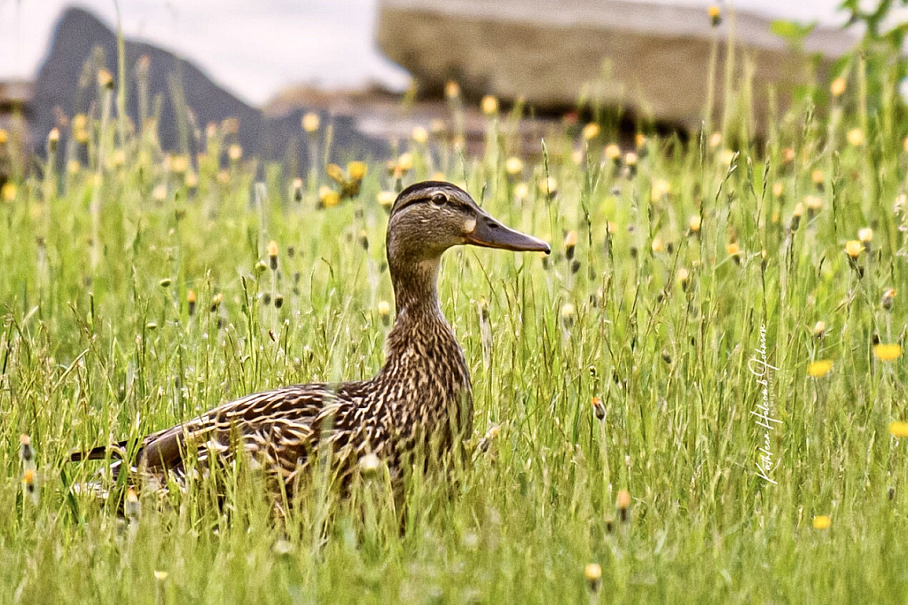 Sneaky Little Duck - After the Bugs!