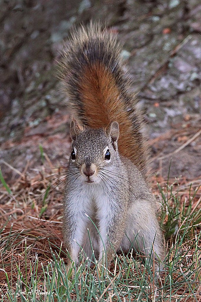 Squirrel 4