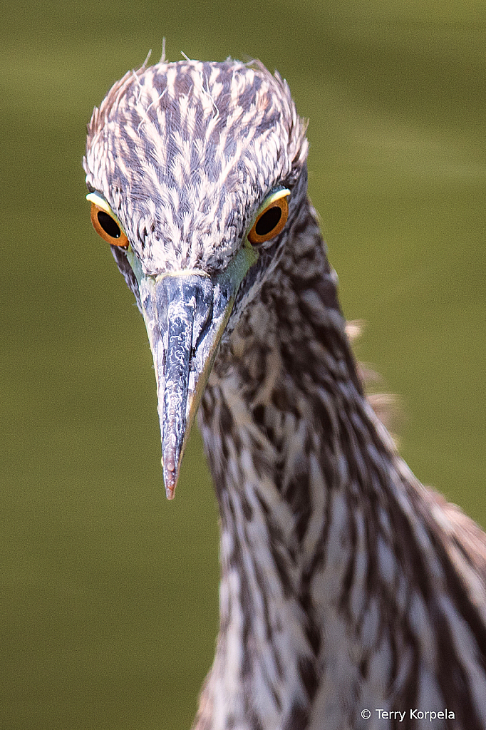 Black-crowned Night-heron (Juvenile) 