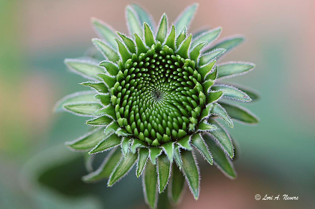 Blooming Coneflower