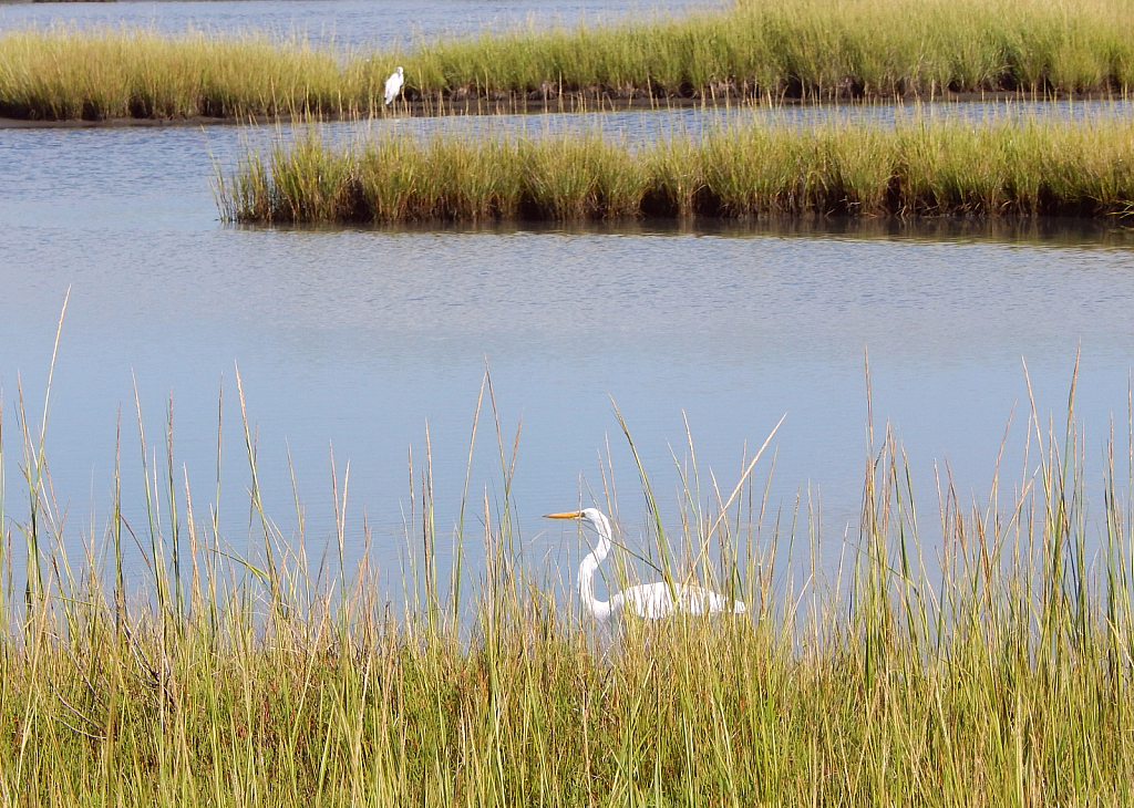 Ibis - Cape May, NJ