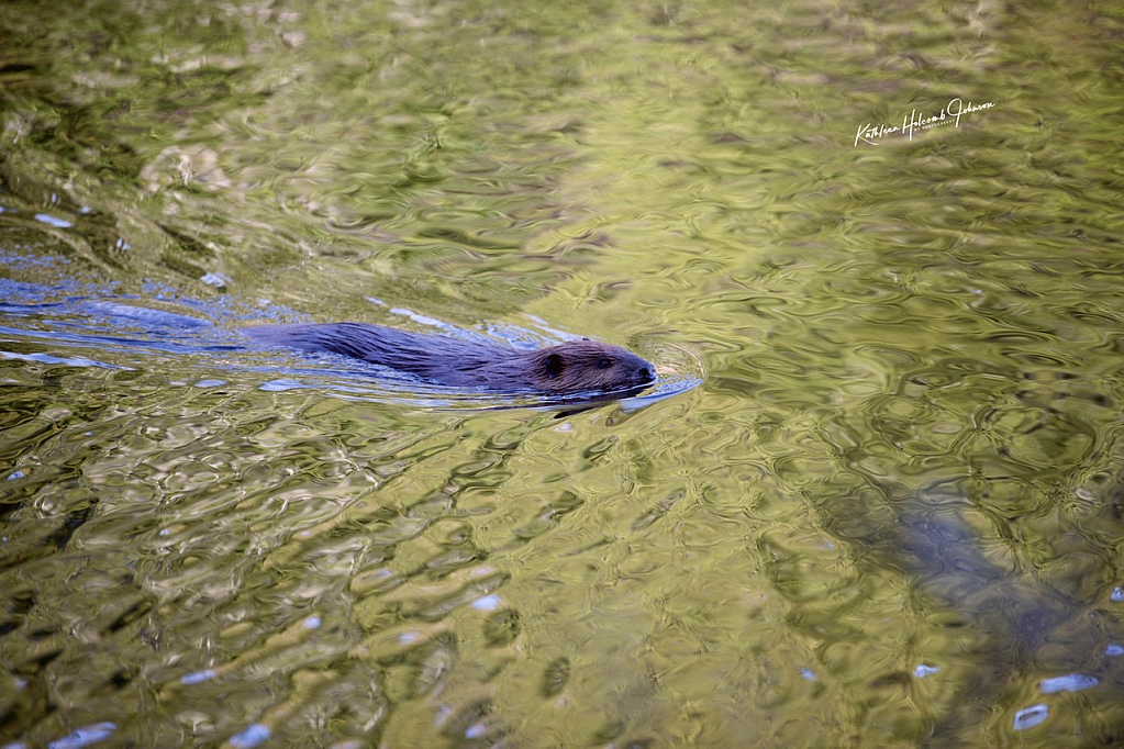 Beaver!