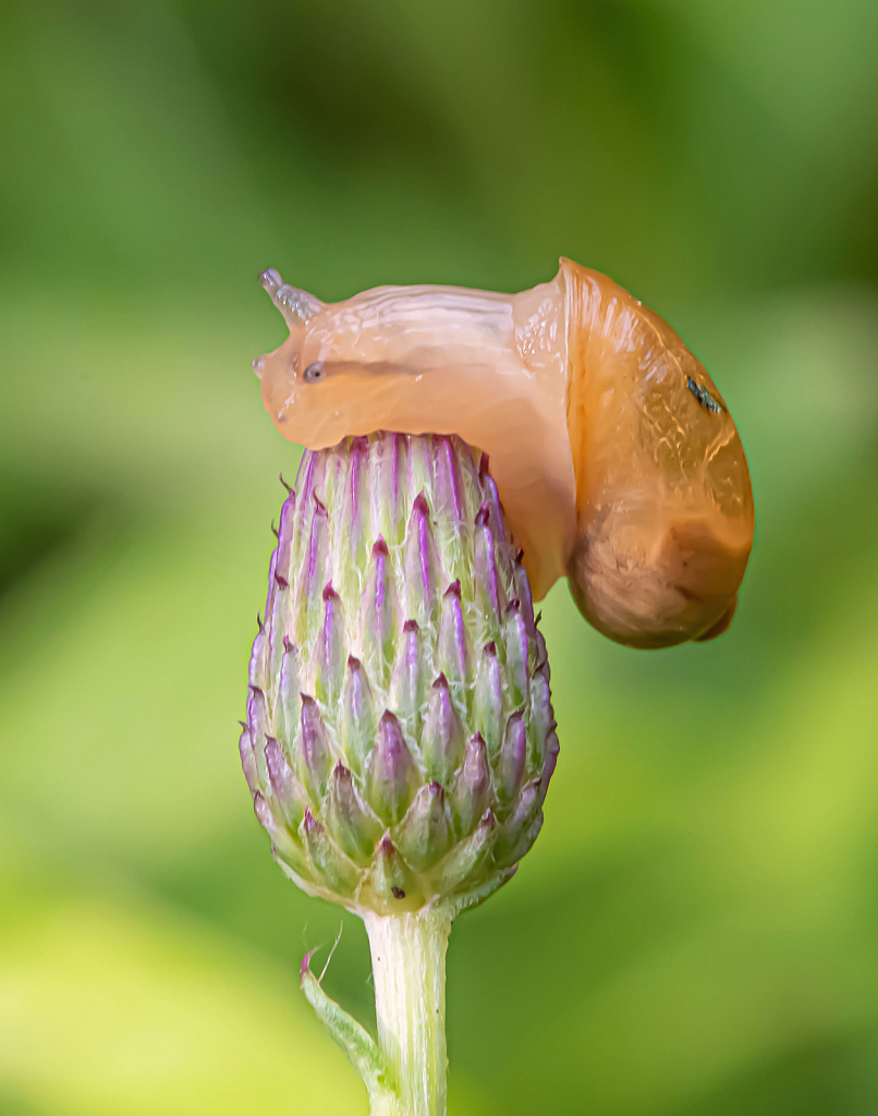 Snail Hugs a Spear Thistle Bud