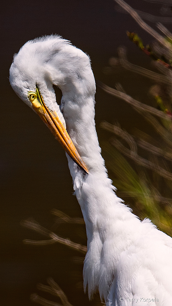 Great Egret (Preening)