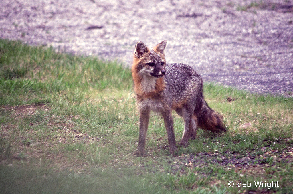 grey fox