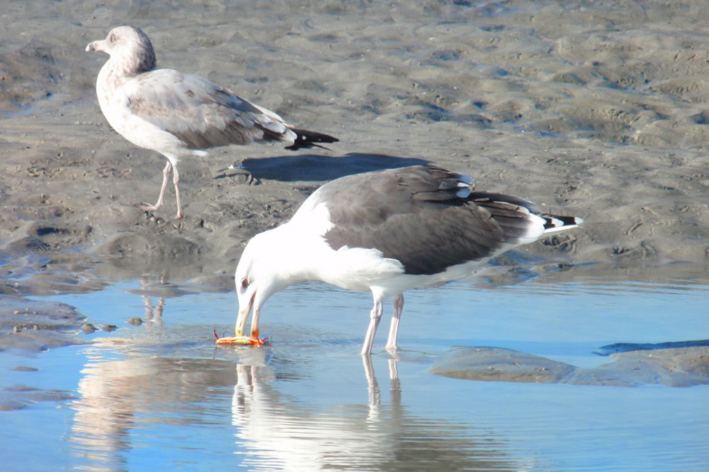 Two Seagulls Crabbing