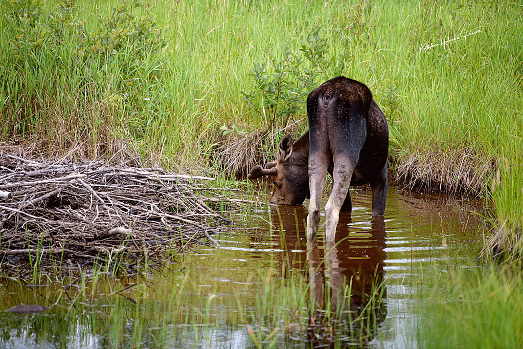Moose Puddle!