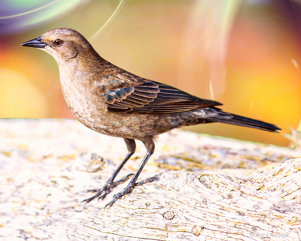 Brewers Blackbird