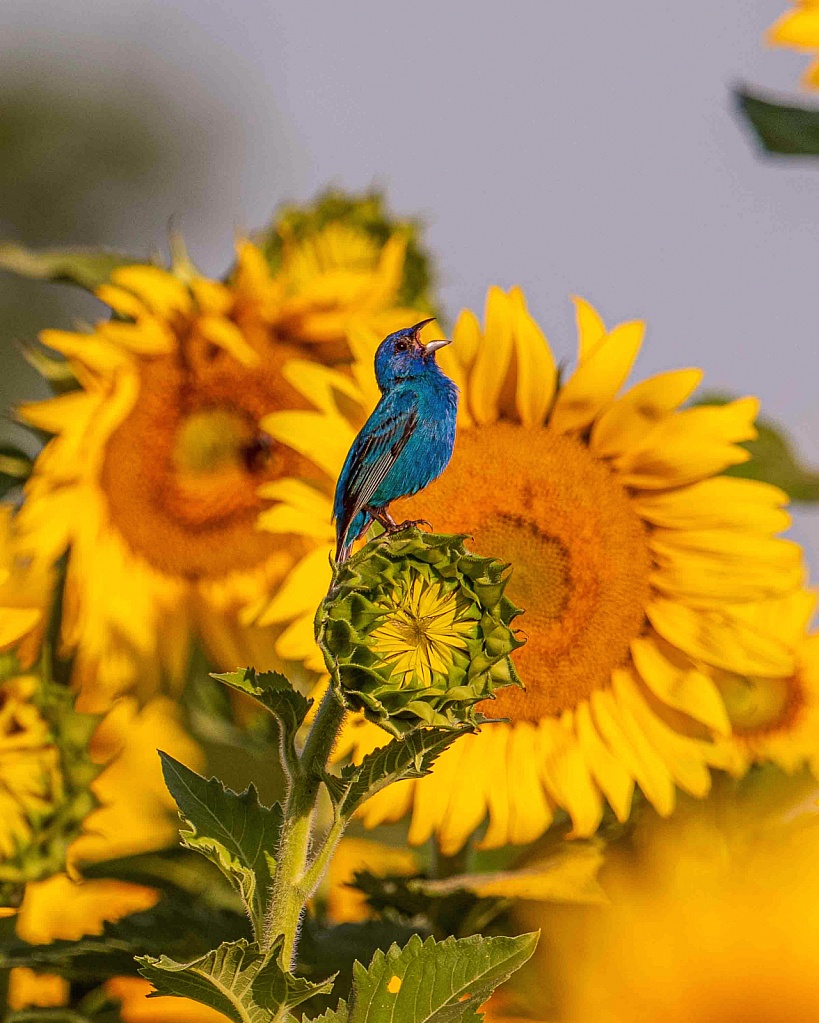 Indigo Bunting on Sunflowers